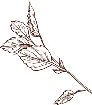 layer_41 layer_41