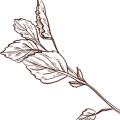 layer_41 layer_41